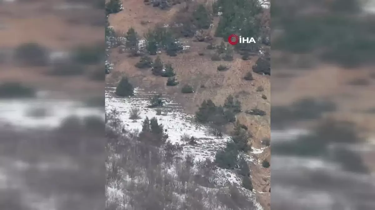 Gümüşhane’de İki Ayı Güreşi