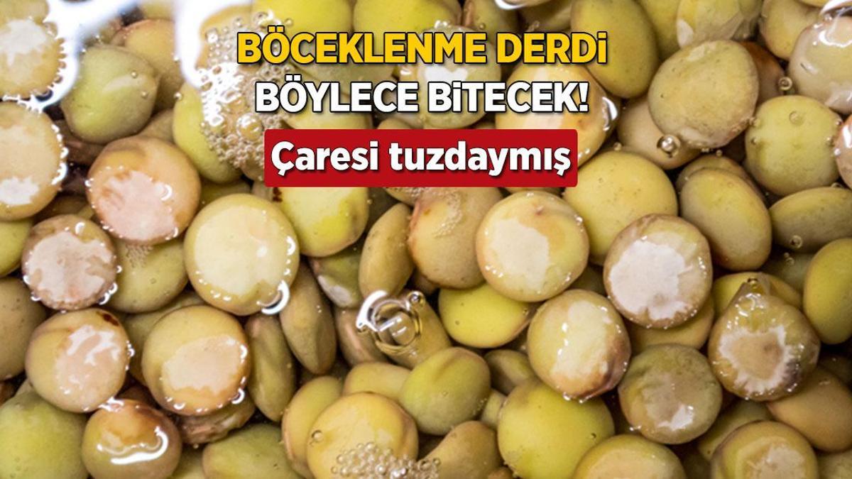 Baklagilleriniz asla böceklenmeyecek! İş bitiren üçlü: Defne, tuz ve sarımsak